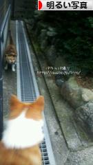 にほんブログ村 写真ブログ 明るい写真へ