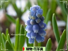 にほんブログ村 写真ブログ 植物・花写真へ