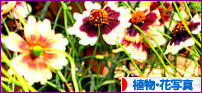 にほんブログ村 写真ブログ 植物・花写真へ