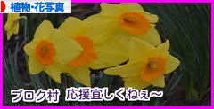 にほんブログ村 写真ブログ 植物・花写真へ