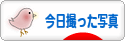 にほんブログ村 写真ブログ 今日撮った写真へ