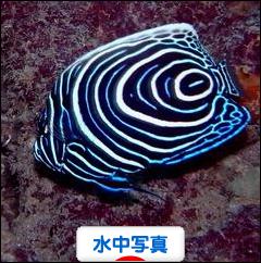 にほんブログ村 写真ブログ 水中写真へ