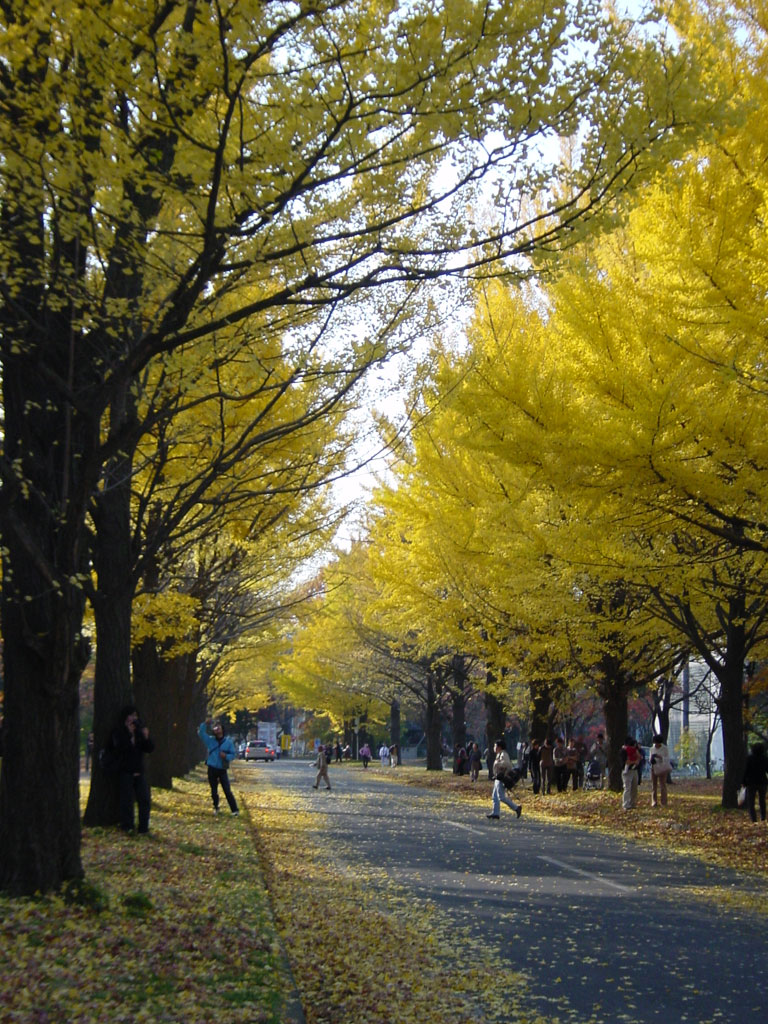 北海道大学のイチョウ並木