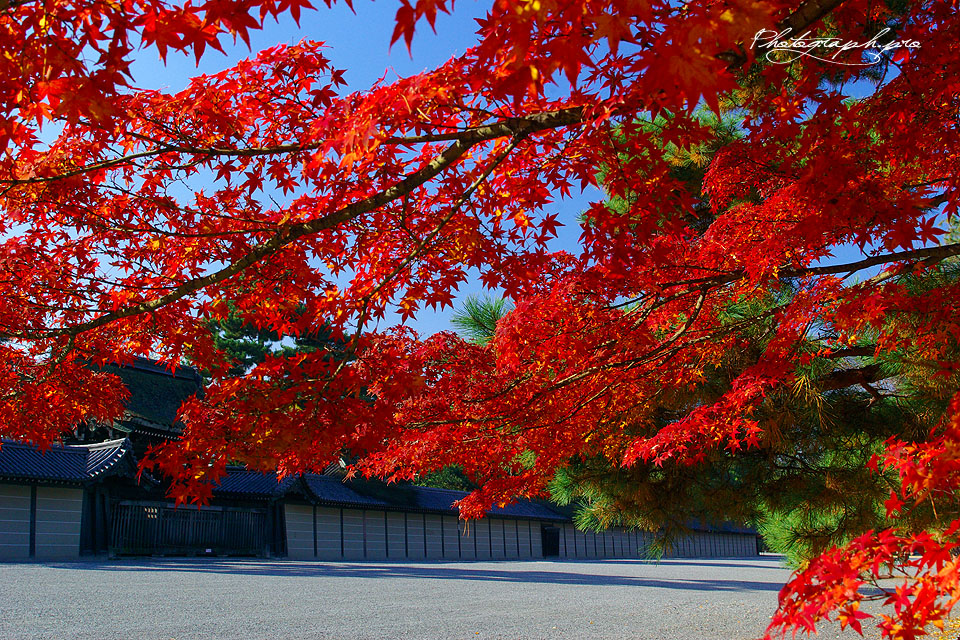 「京都御所　紅葉」の画像検索結果