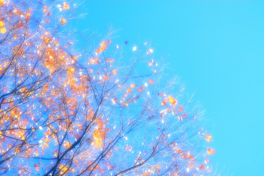 クリックすると新しいウィンドウで開きます