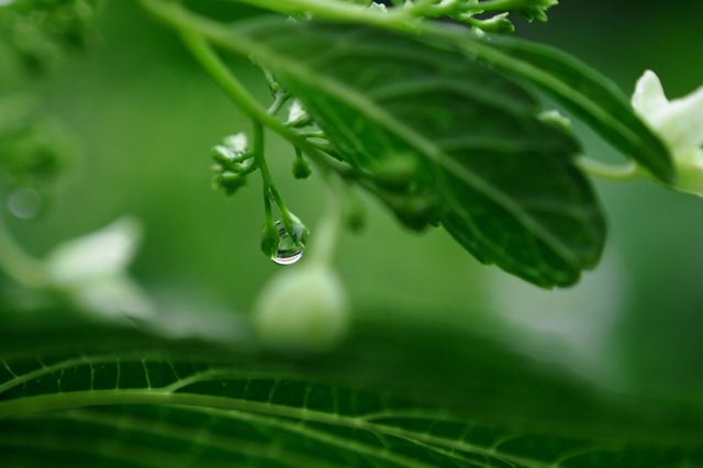 ドラゴンボールを返して~