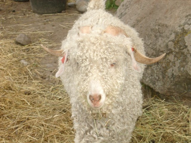 Prislista 2012 - Kallmyra Mohair - Startportal | Hemsida, Gästbok ...