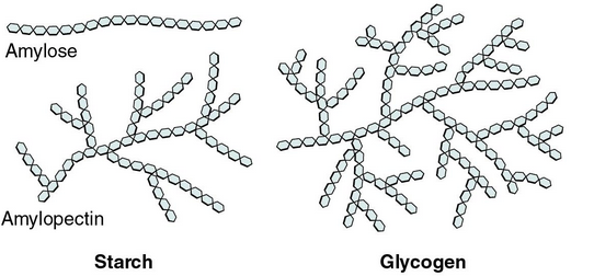 Image result for glycogen vs amylopectin