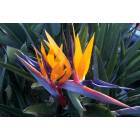 San Diego: Bird Of Paradise Flower in San Diego
