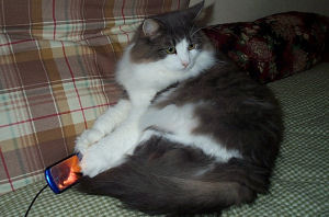 携帯猫２