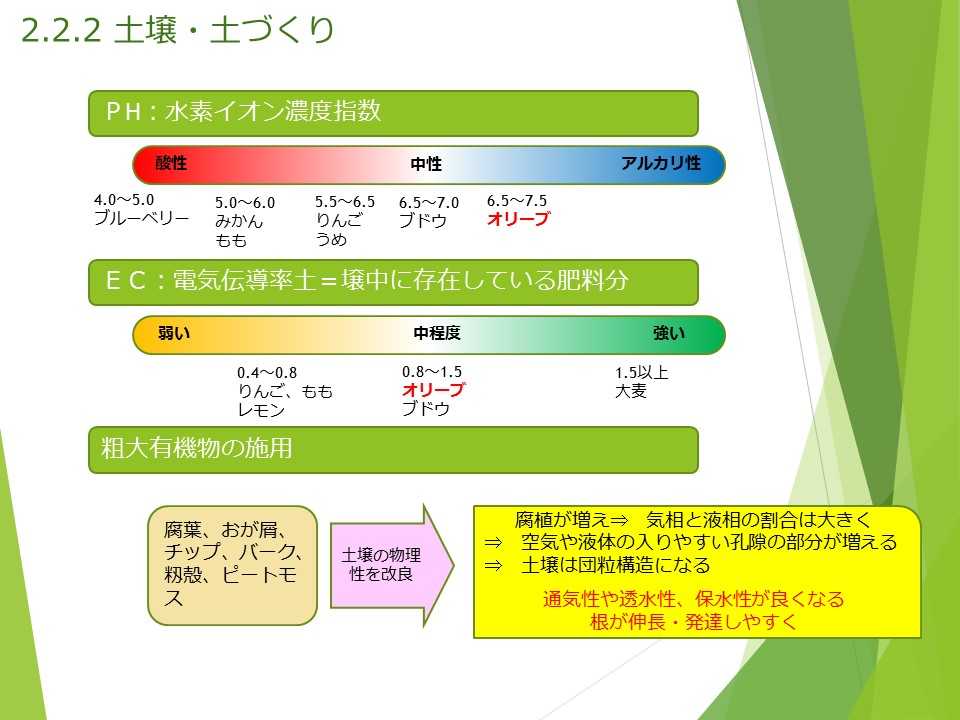 オリーブうんちく 栽培を始める Olive Bonsai オレア盆栽ワールド