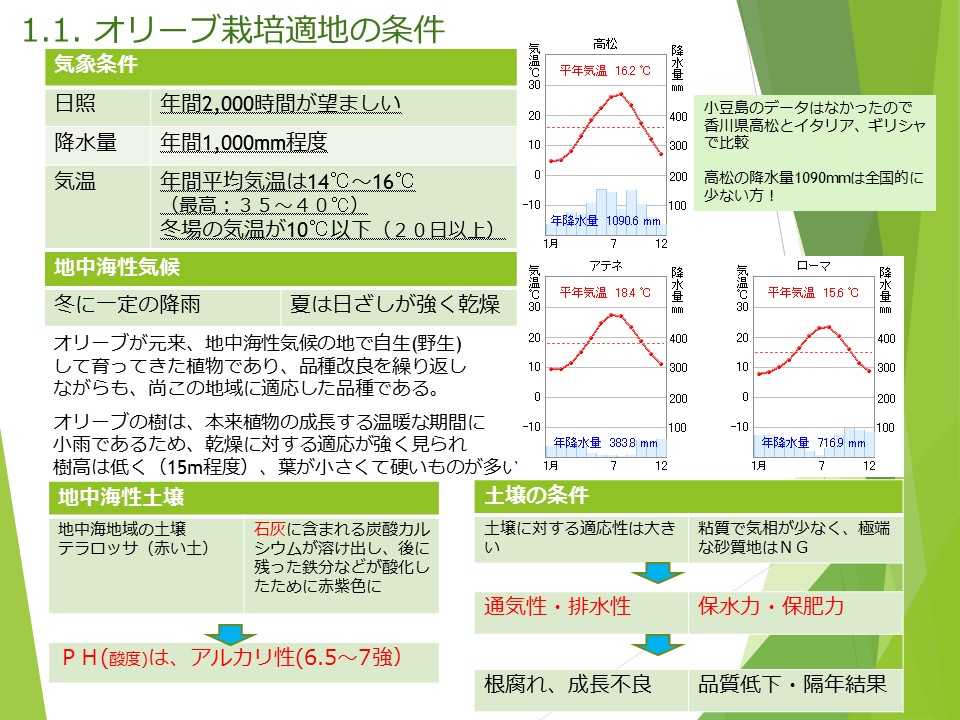 オリーブうんちく 栽培を始める Olive Bonsai オレア盆栽ワールド