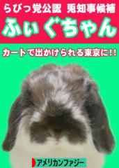 にほんブログ村 うさぎブログ アメリカンファジーロップへ