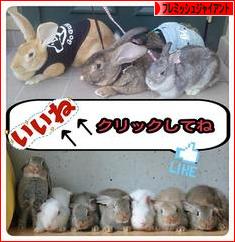 にほんブログ村 うさぎブログ フレミッシュジャイアントへ