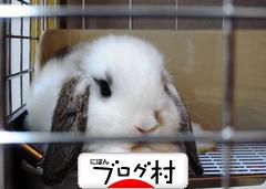 にほんブログ村 うさぎブログ ホーランドロップイヤーへ