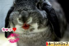にほんブログ村 うさぎブログ ホーランドロップイヤーへ