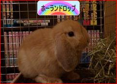 にほんブログ村 うさぎブログ ホーランドロップイヤーへ