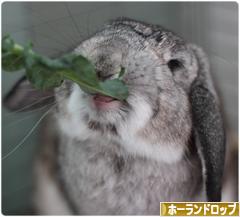 にほんブログ村 うさぎブログ ホーランドロップイヤーへ