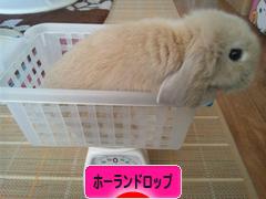 にほんブログ村 うさぎブログ ホーランドロップイヤーへ
