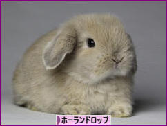 にほんブログ村 うさぎブログ ホーランドロップイヤ<br></a><br><a href=