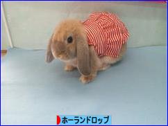 にほんブログ村 うさぎブログ ホーランドロップイヤーへ