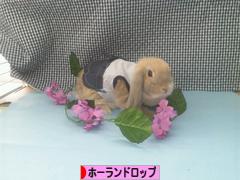 にほんブログ村 うさぎブログ ホーランドロップイヤーへ