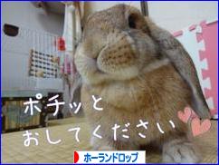 にほんブログ村 うさぎブログ ホーランドロップイヤーへ