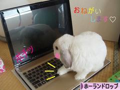 にほんブログ村 うさぎブログ ホーランドロップイヤーへ