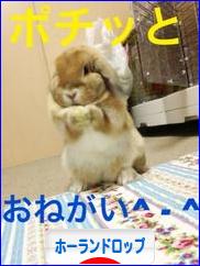 にほんブログ村 うさぎブログ ホーランドロップイヤーへ