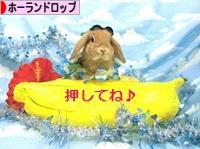 にほんブログ村 うさぎブログ ホーランドロップイヤーへ