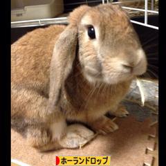 にほんブログ村 うさぎブログ ホーランドロップイヤーへ