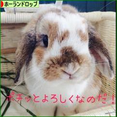 にほんブログ村 うさぎブログ ホーランドロップイヤーへ