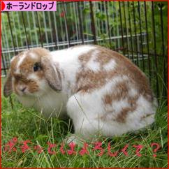 にほんブログ村 うさぎブログ ホーランドロップイヤーへ