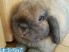 にほんブログ村 うさぎブログ ホーランドロップイヤーへ