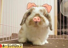 にほんブログ村 うさぎブログ ホーランドロップイヤーへ
