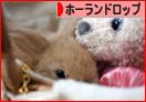 にほんブログ村 うさぎブログ ホーランドロップイヤーへ