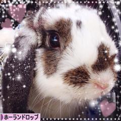 にほんブログ村 うさぎブログ ホーランドロップイヤーへ