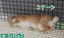 にほんブログ村 うさぎブログ ホーランドロップイヤーへ