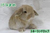 にほんブログ村 うさぎブログ ホーランドロップイヤーへ
