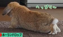 にほんブログ村 うさぎブログ ホーランドロップイヤーへ