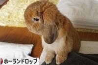 にほんブログ村 うさぎブログ ホーランドロップイヤーへ