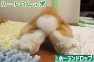 にほんブログ村 うさぎブログ ホーランドロップイヤーへ