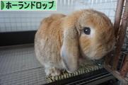 にほんブログ村 うさぎブログ ホーランドロップイヤーへ