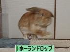 にほんブログ村 うさぎブログ ホーランドロップイヤーへ