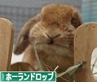 にほんブログ村 うさぎブログ ホーランドロップイヤーへ