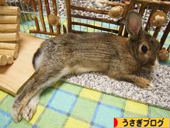 にほんブログ村 うさぎブログへ