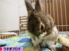 にほんブログ村 うさぎブログへ
