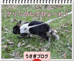 にほんブログ村 うさぎブログへ
