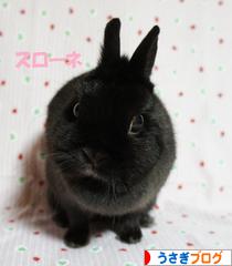 にほんブログ村 うさぎブログへ