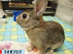 にほんブログ村 うさぎブログへ